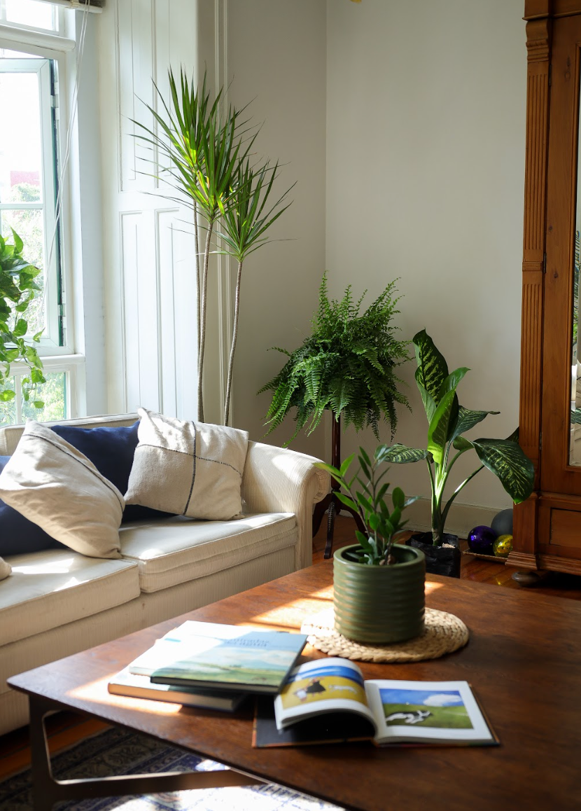 Planta dracaena en interior