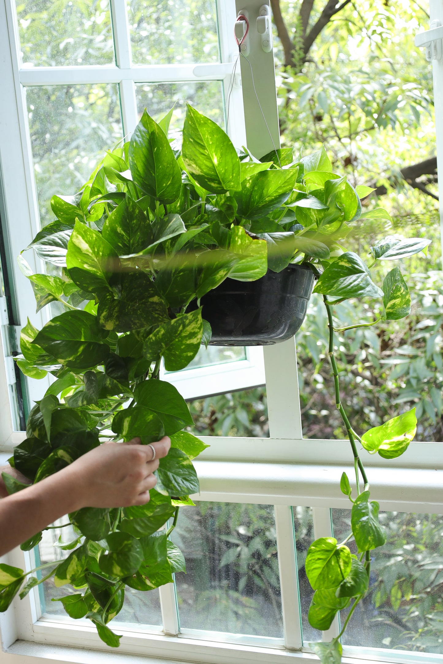 Planta teléfono