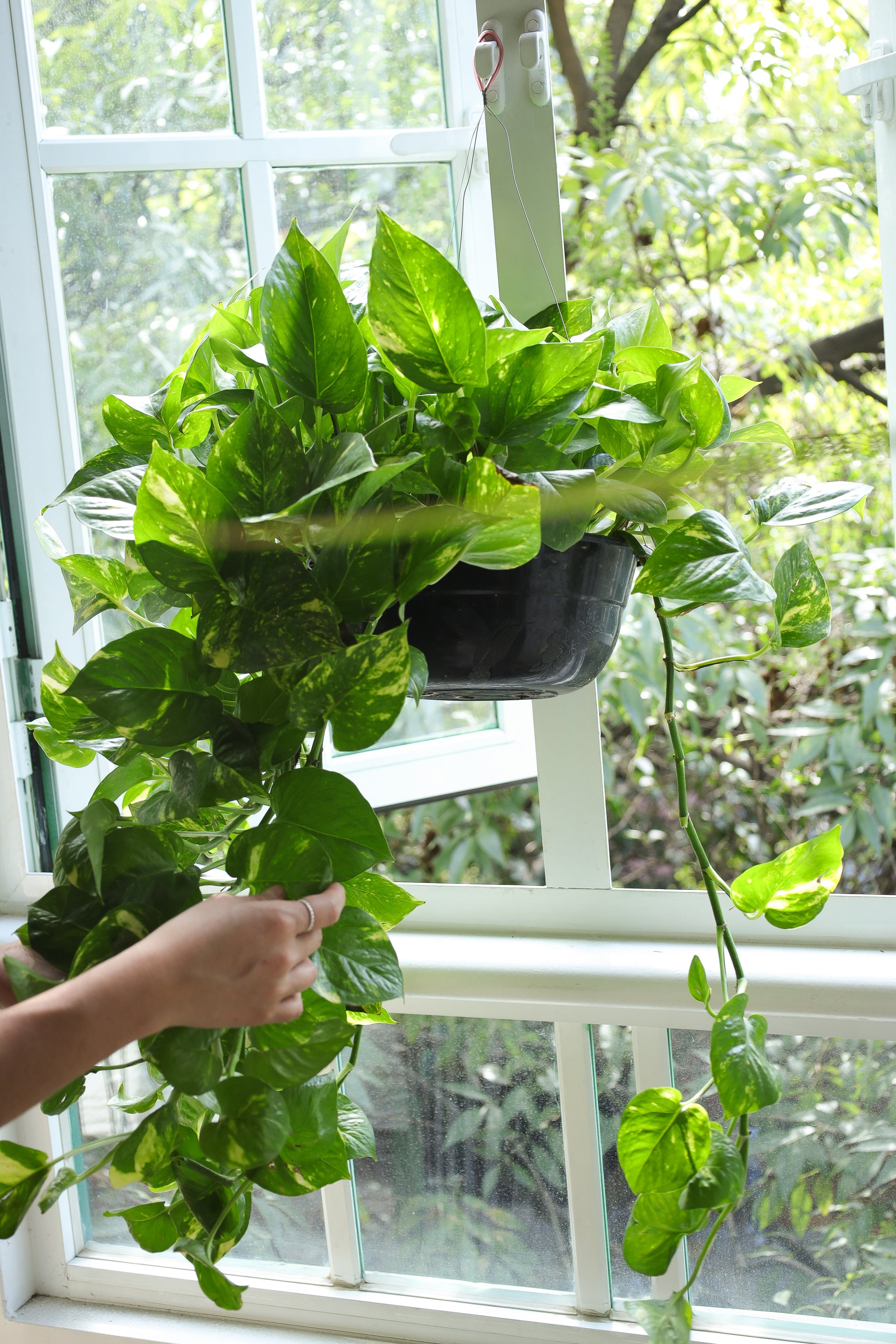 Planta teléfono