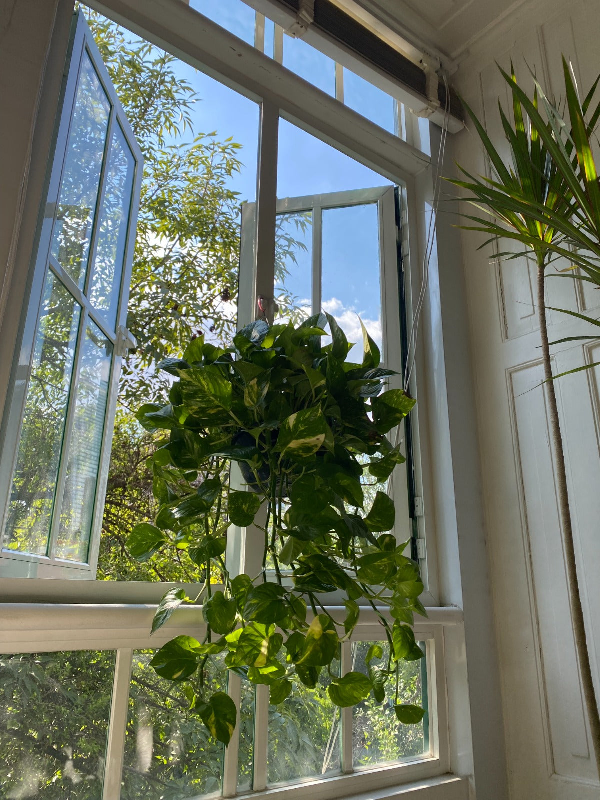 Planta teléfono colgante