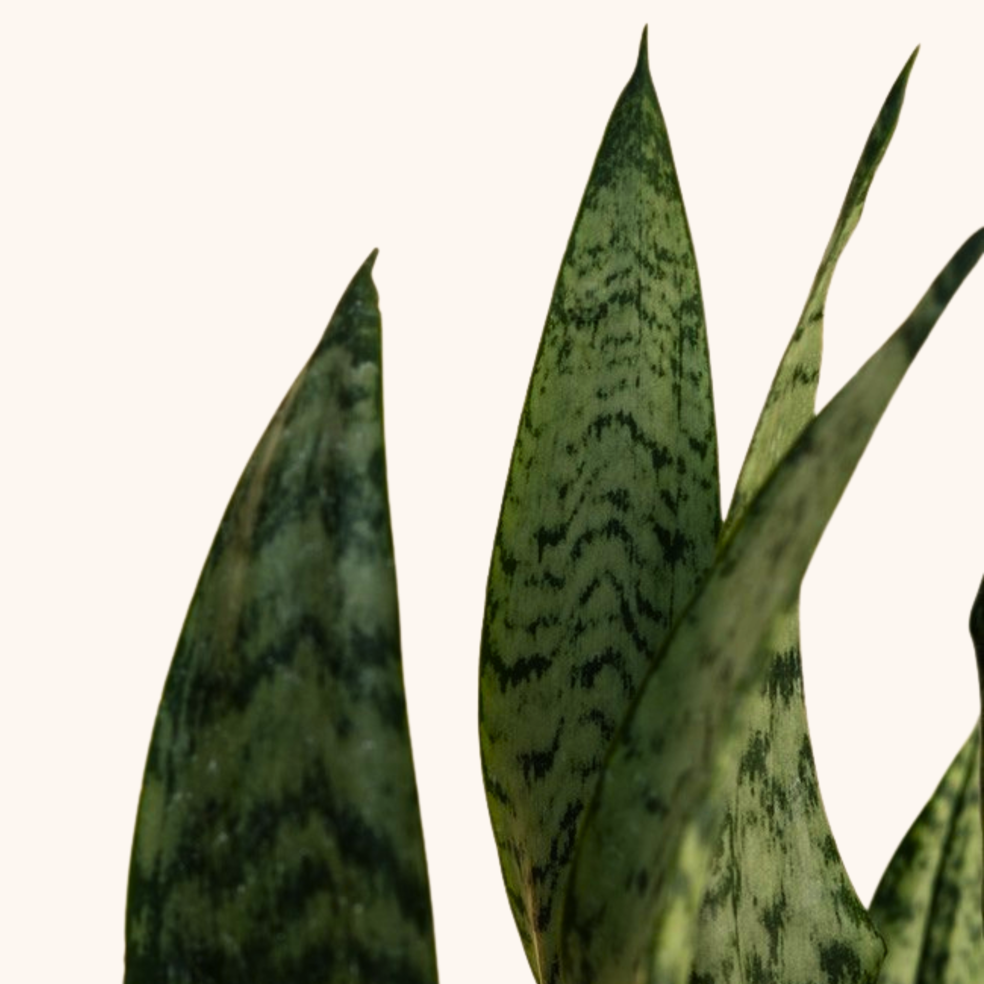 Hoja de lengua de suegra