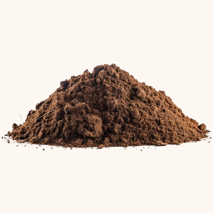 Tierra preparada para Pandurata