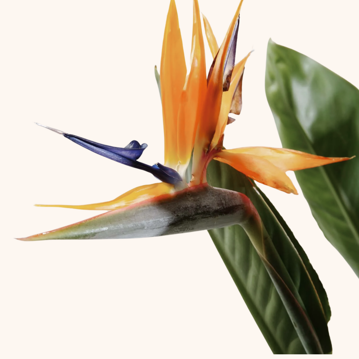 Strelitzia Nicolai - Flor del pájaro