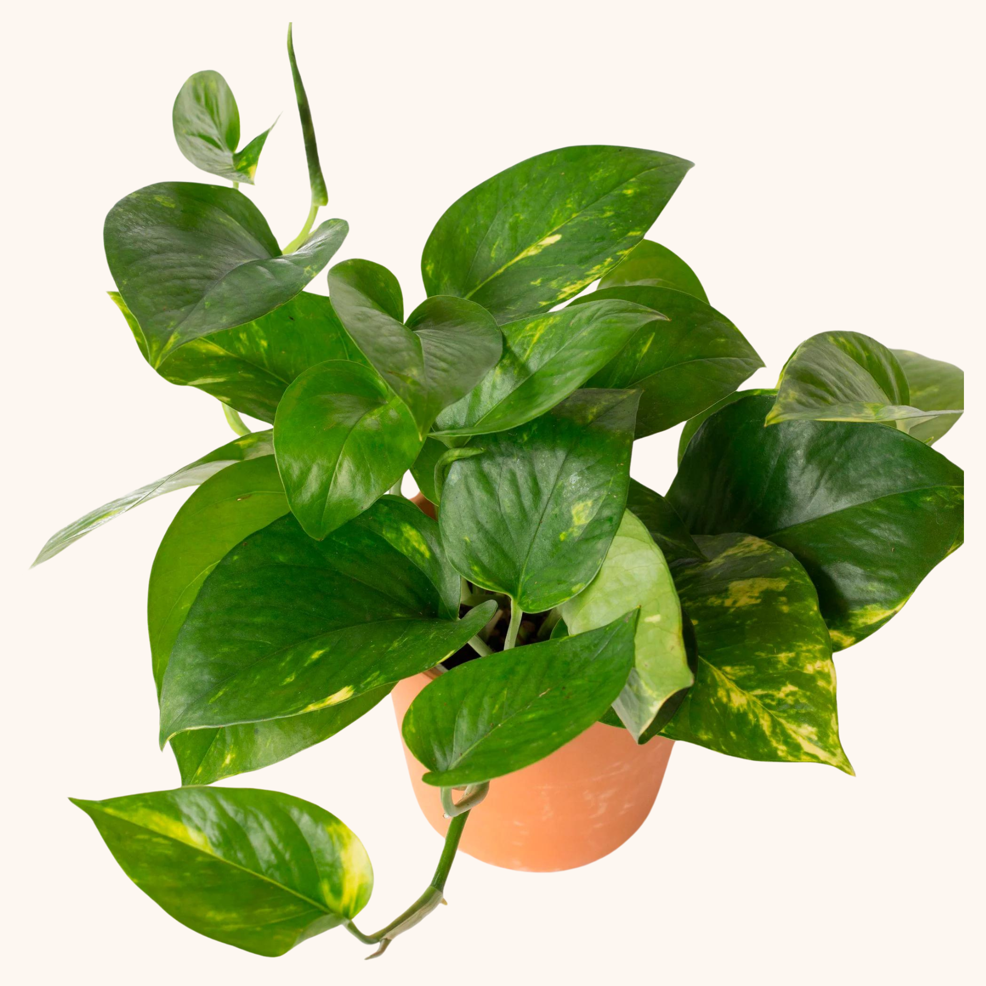 Telefono - pothos