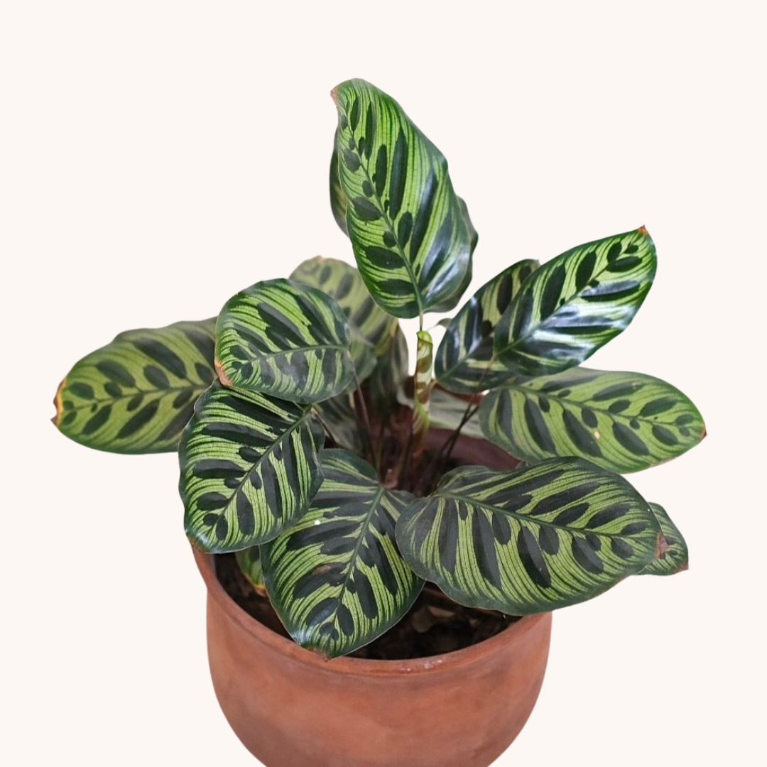 calathea makoyana cuidados