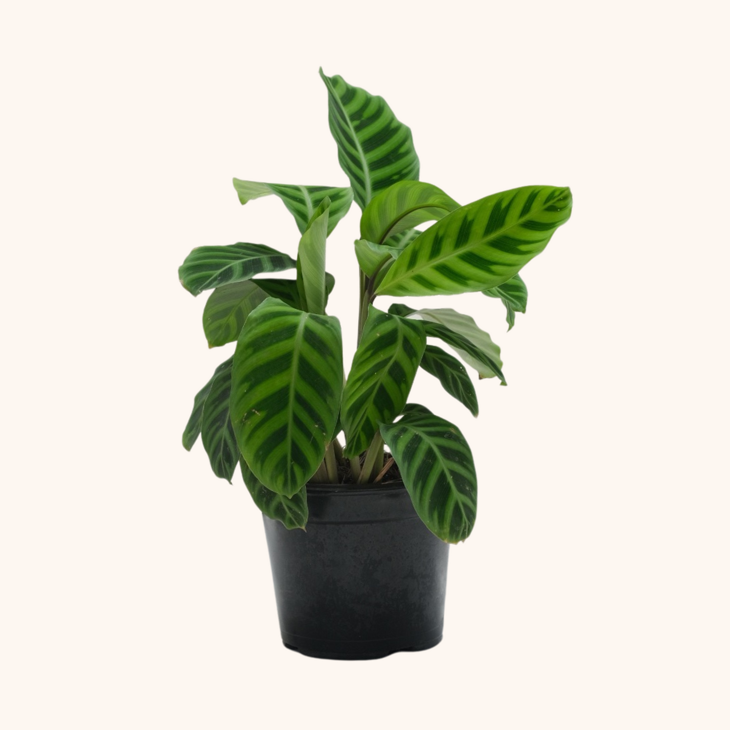 Calathea Zebrina