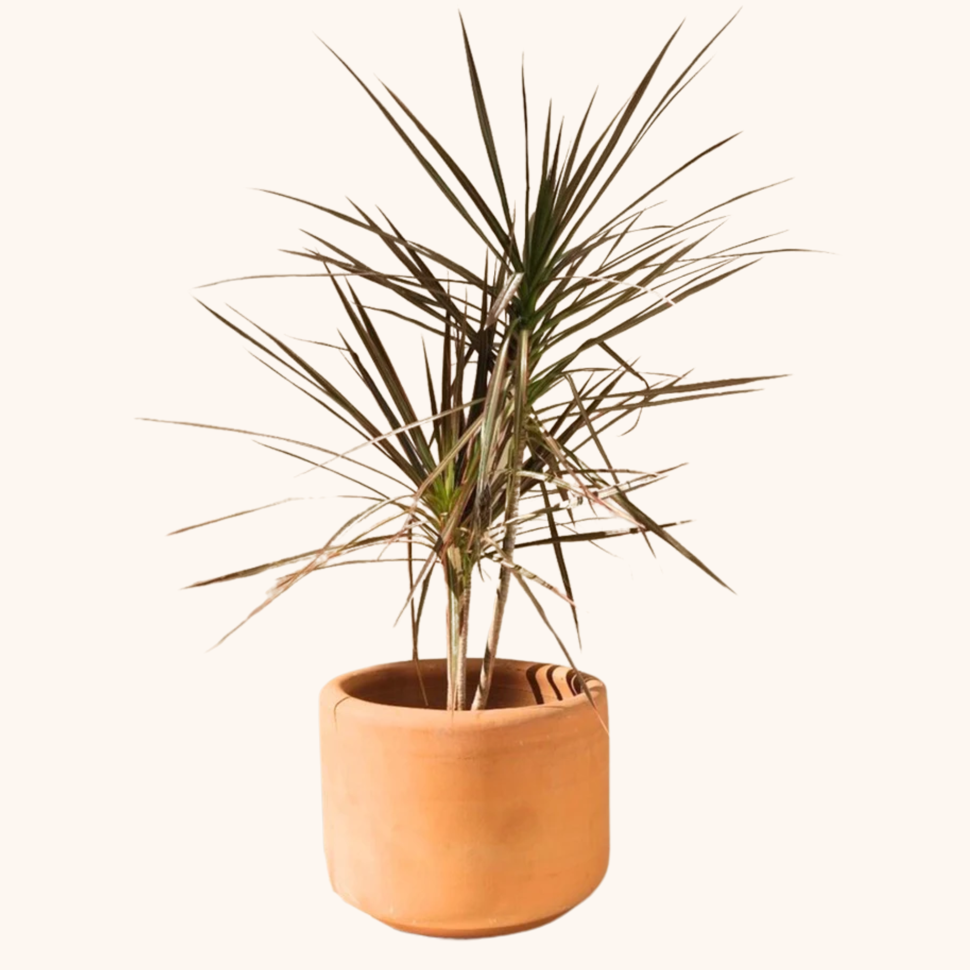 dracaena tricolor cuidados Dracaena Marginata Tricolor