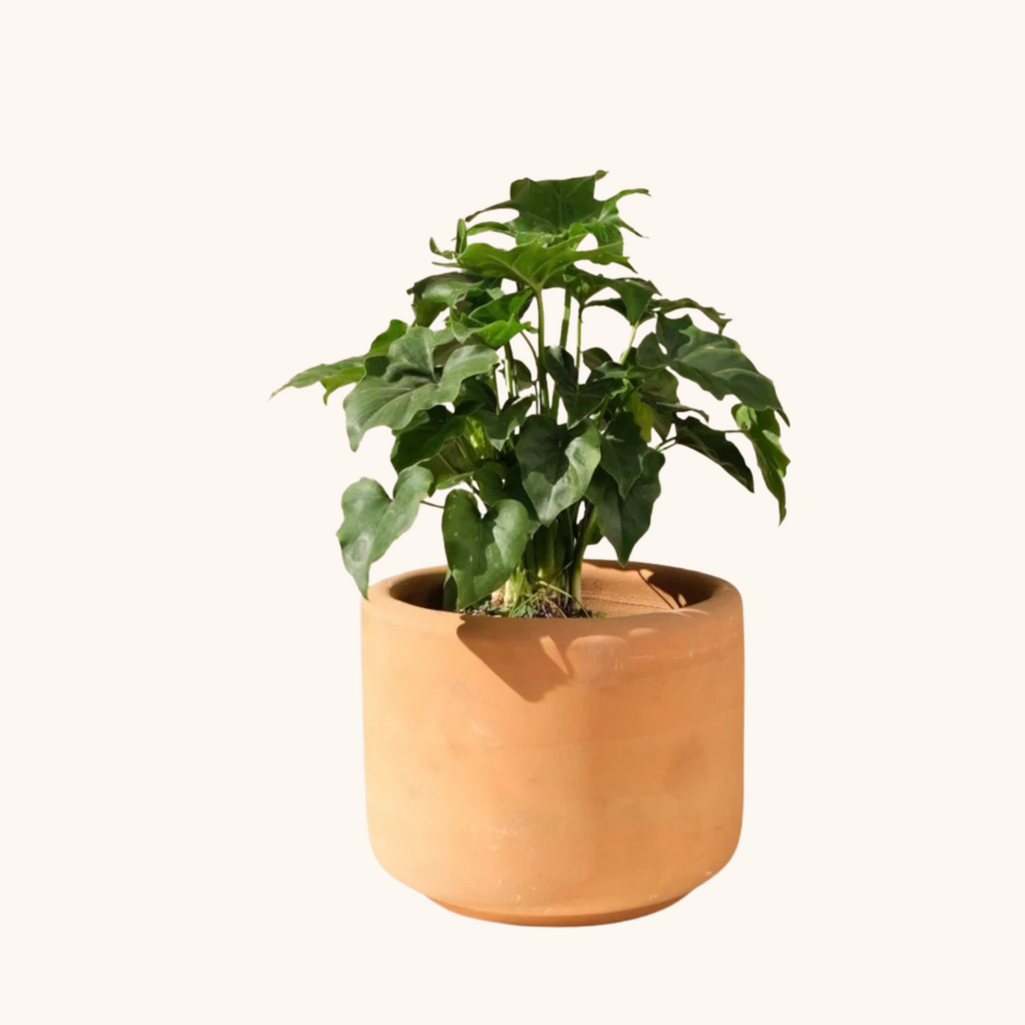 Garra de León - Philodendron Bipinnatifidum/Selloum