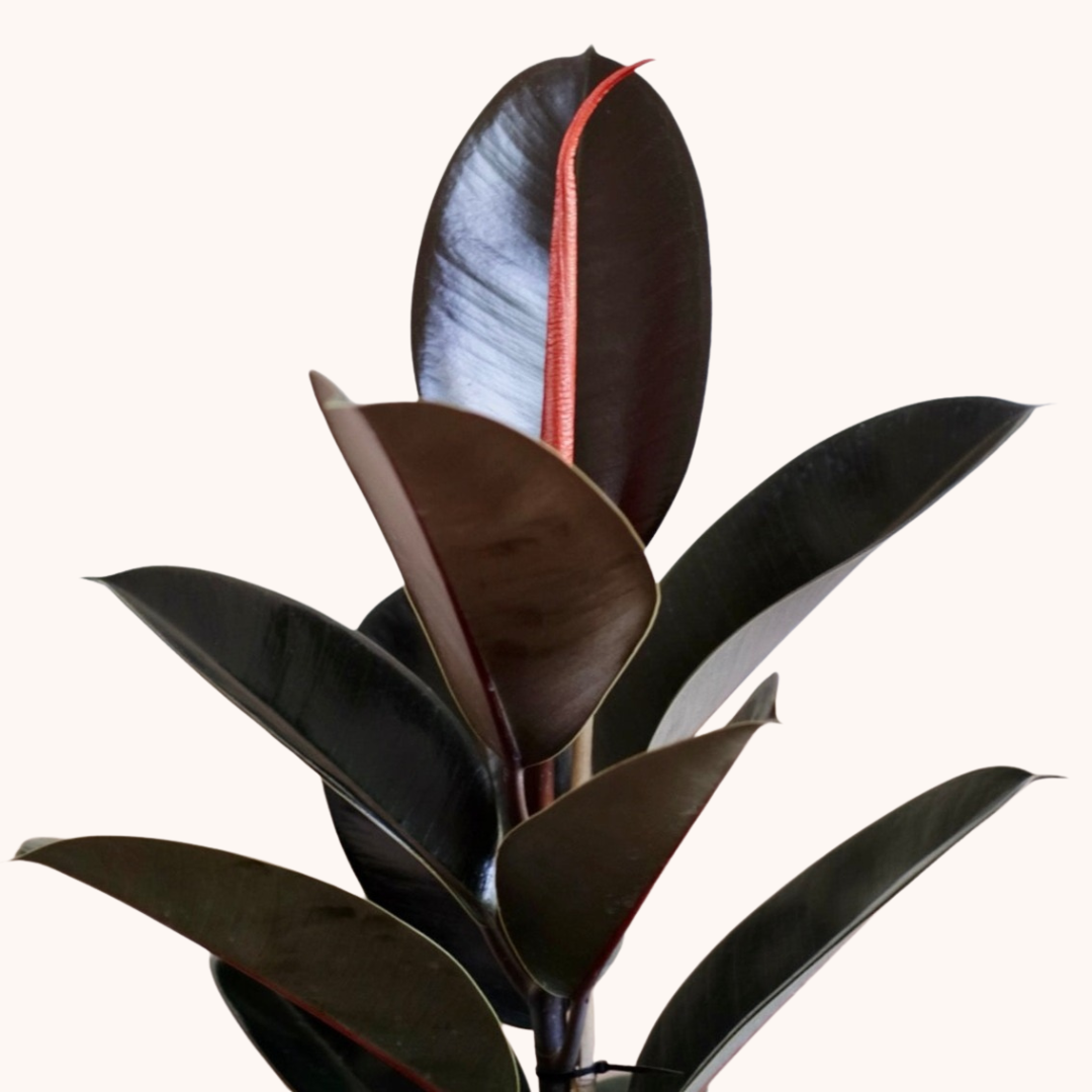 Hule Negro o Ficus Elástica