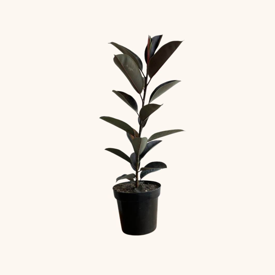 Hule Negro o Ficus Elástica