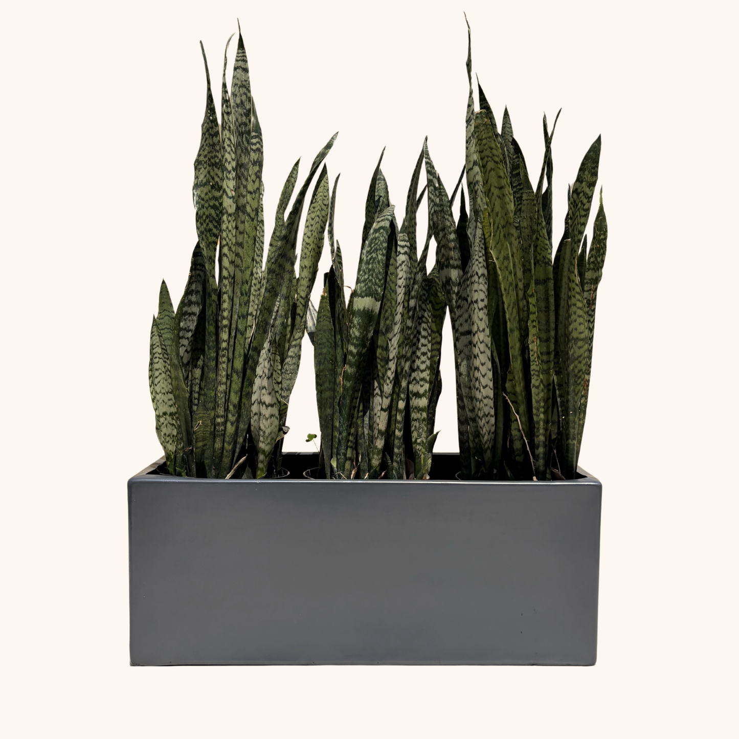 jardinera de fibra de vidrio con sansevierias o lenguas de suegra