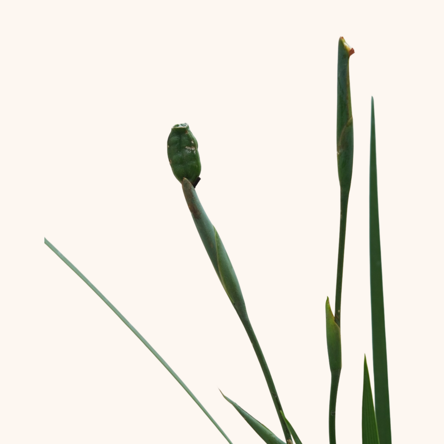 Lirio Persa