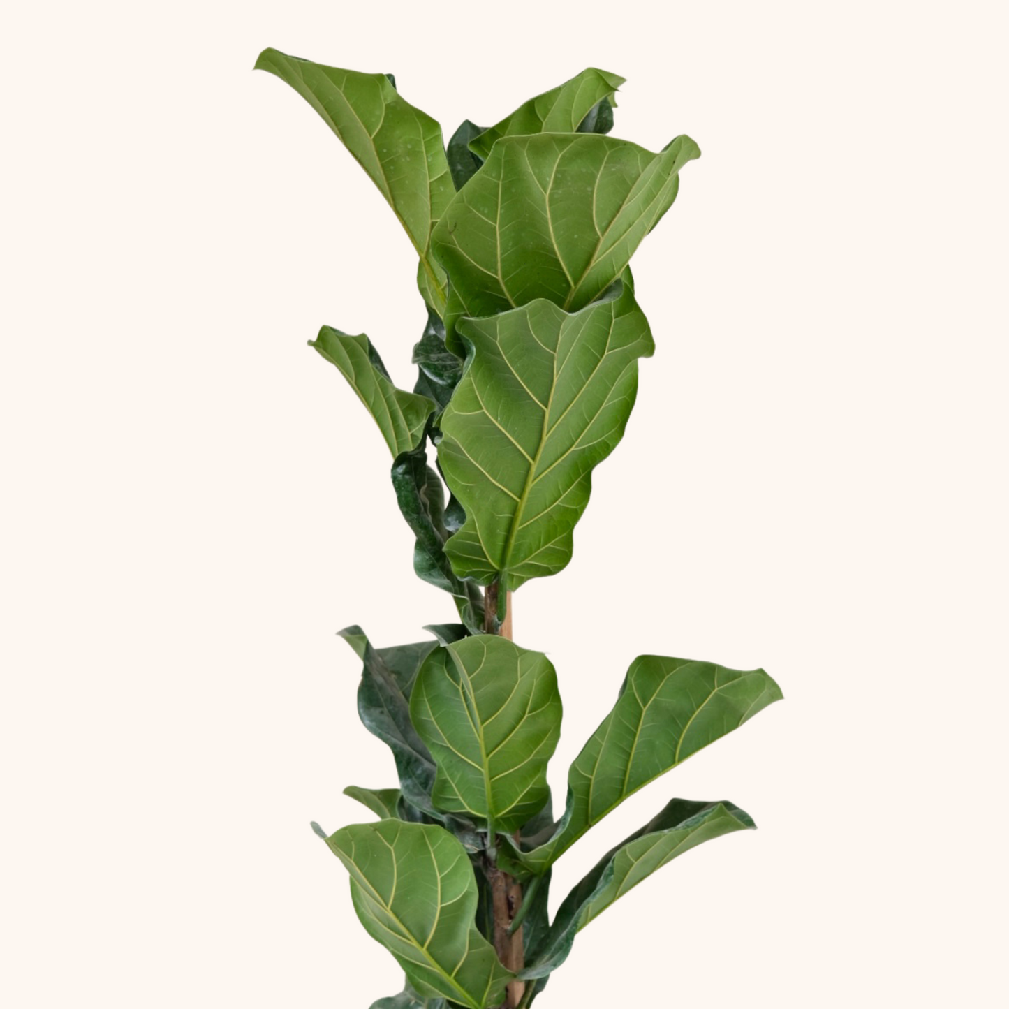 Ficus Pandurata o Lyrata