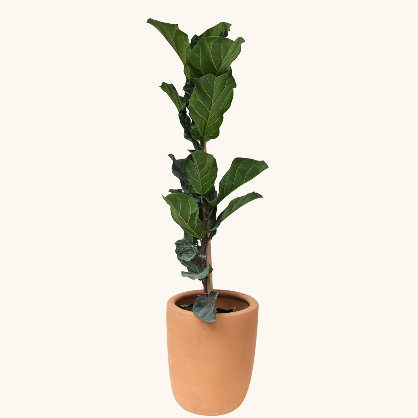 Ficus Pandurata o Lyrata