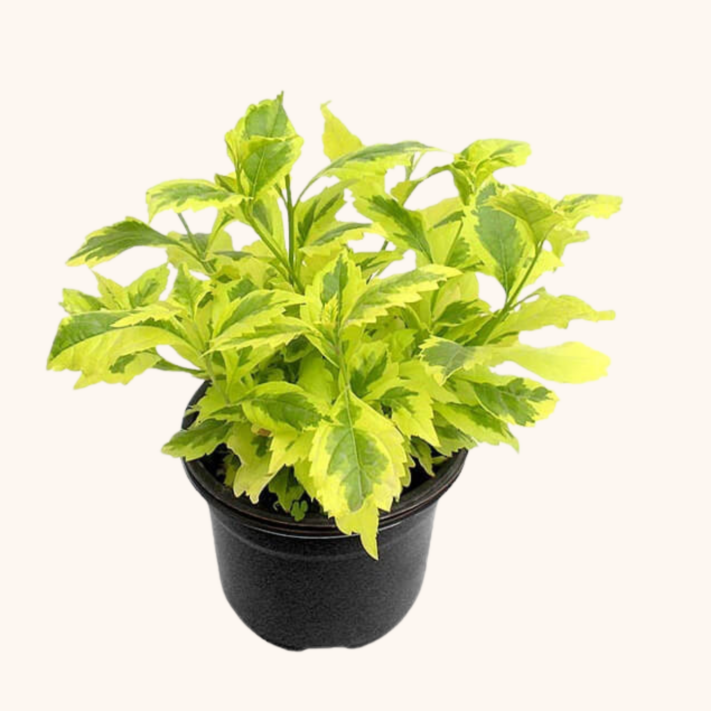 Duranta gold