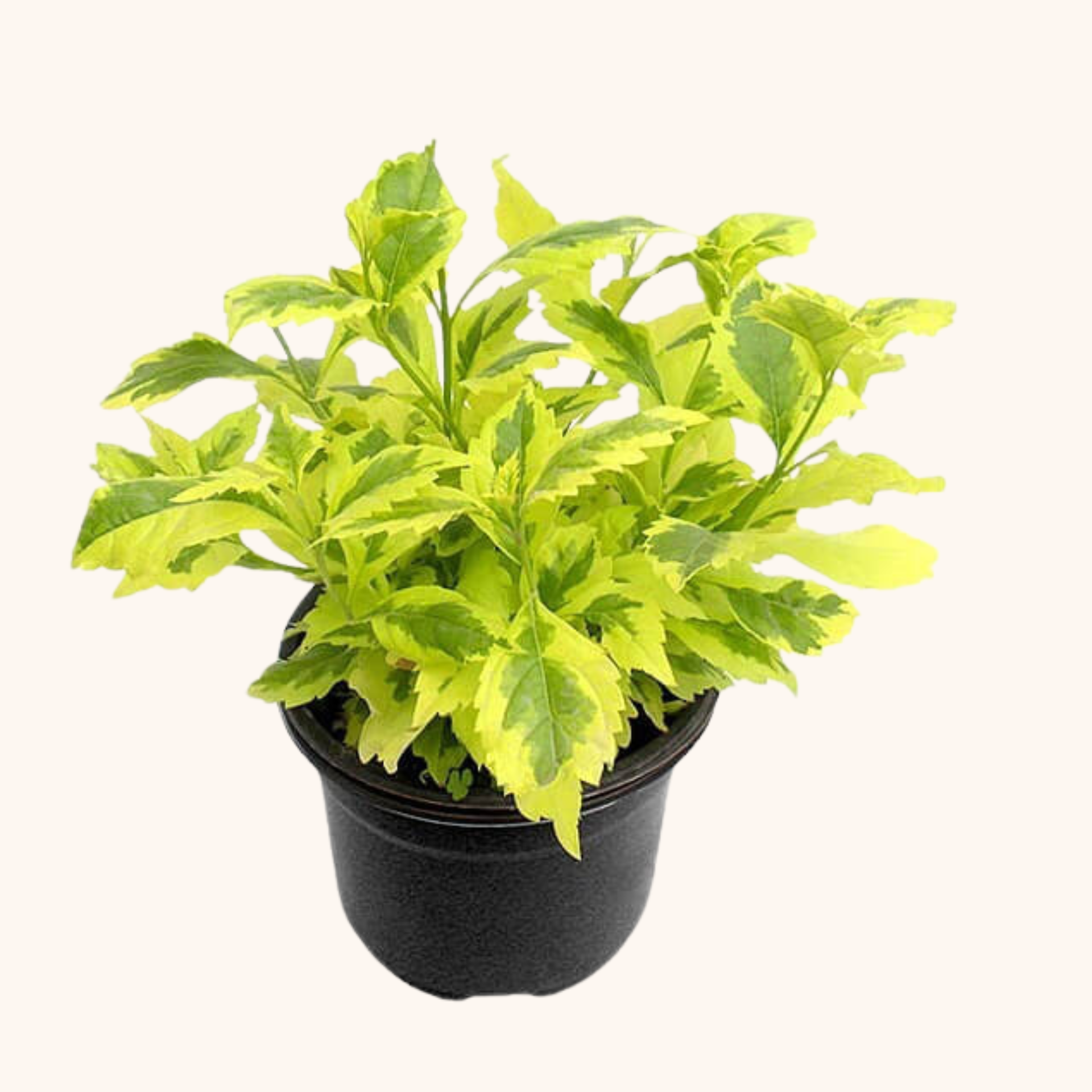 Duranta gold