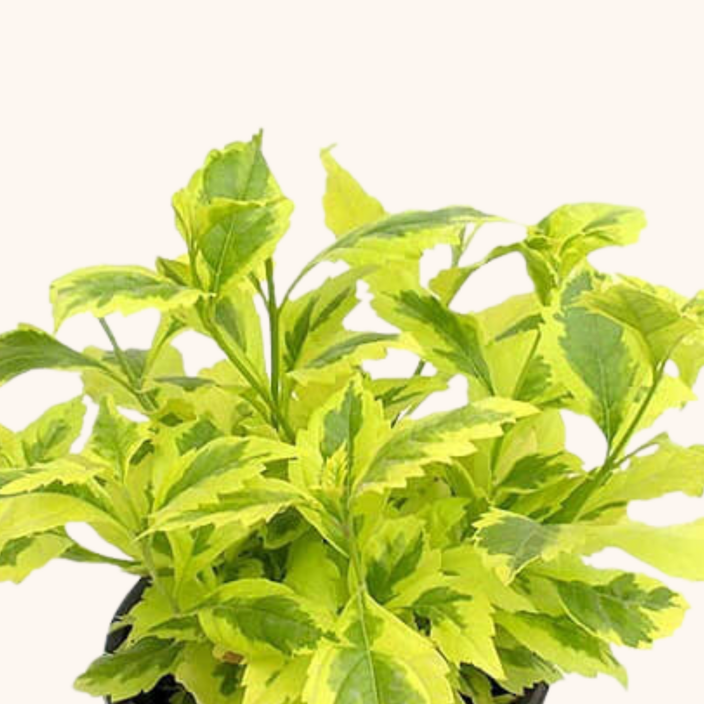 Duranta Erecta