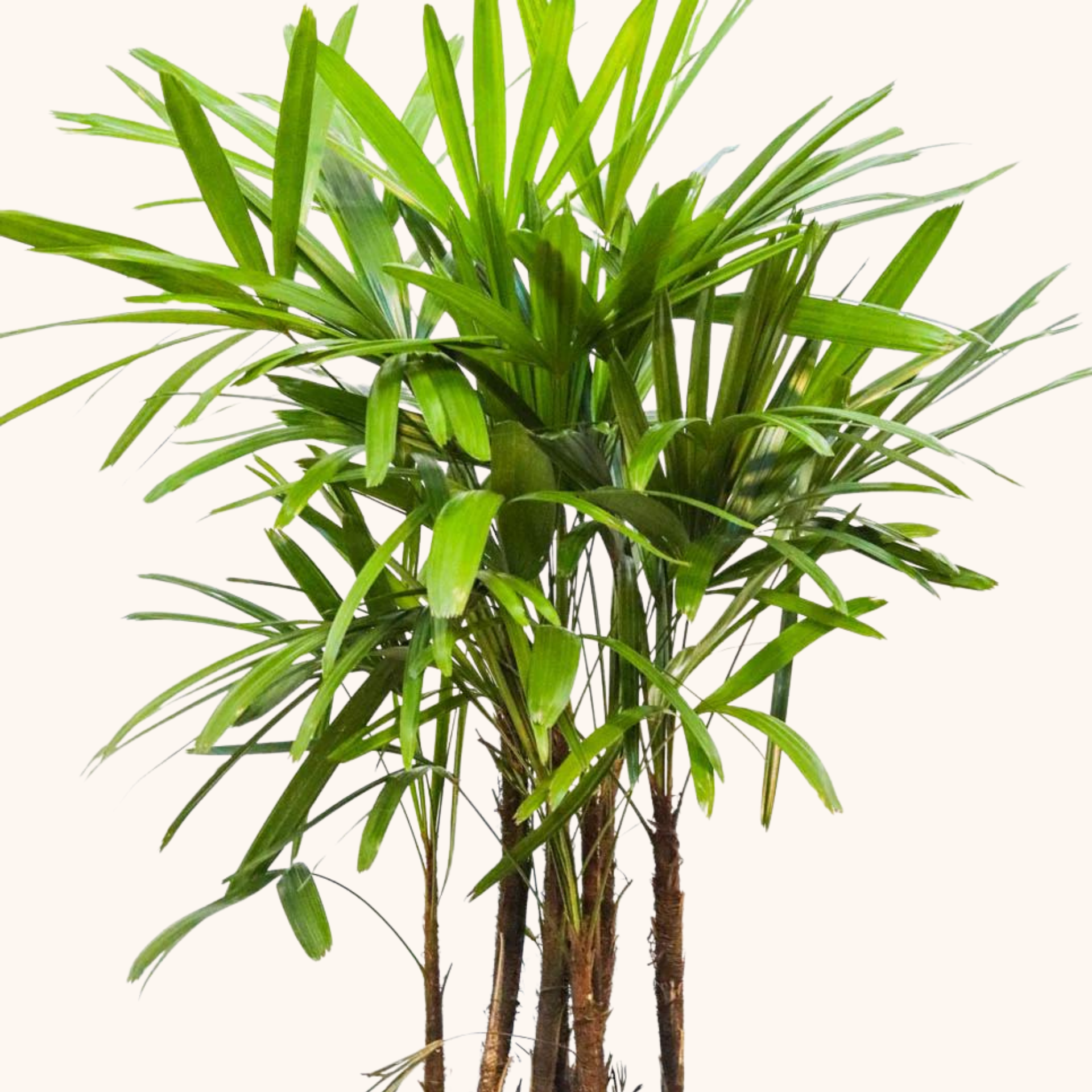 palma rafia planta Palma Raffis o Raphis – Monstera Folks