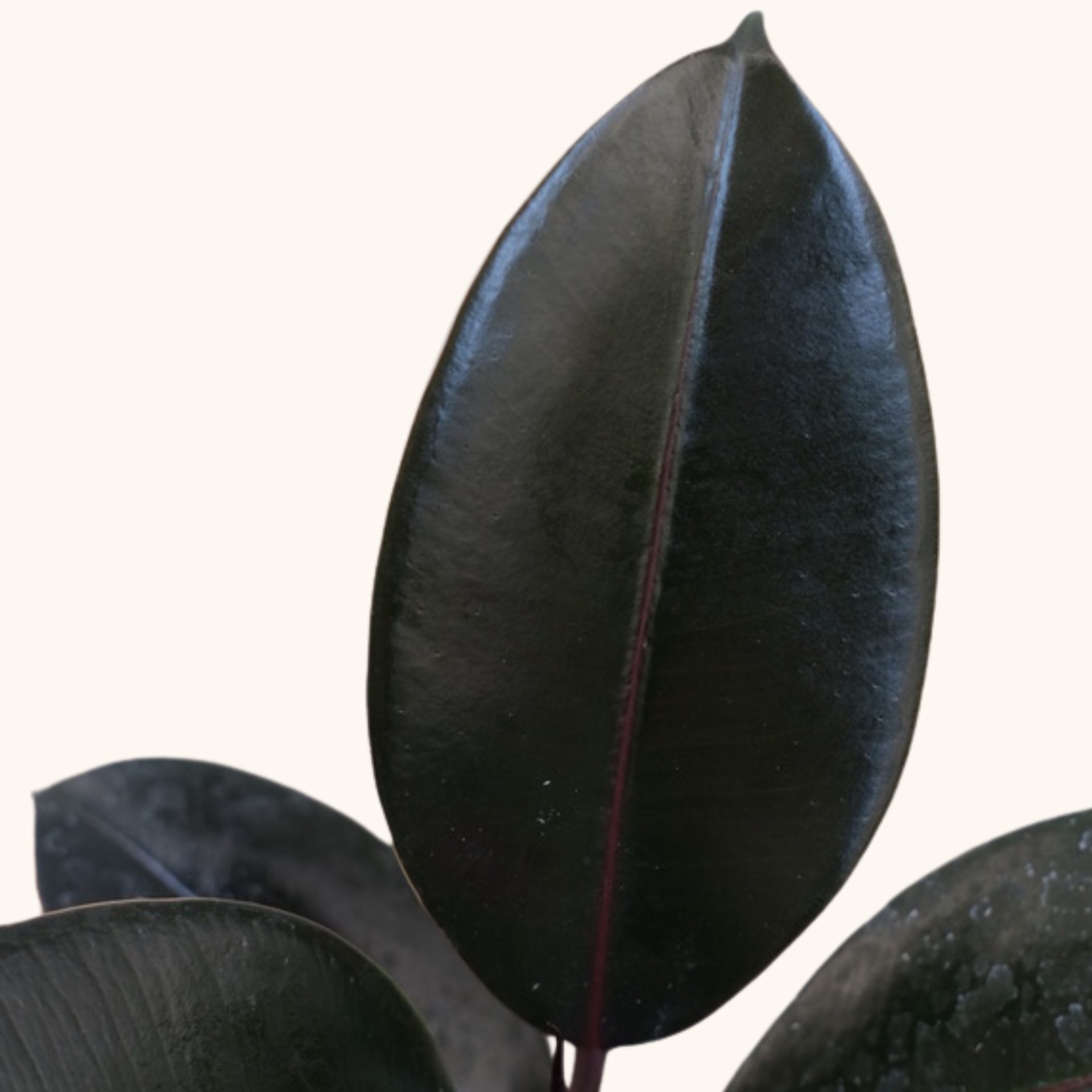 Hoja del árbol del hule negro