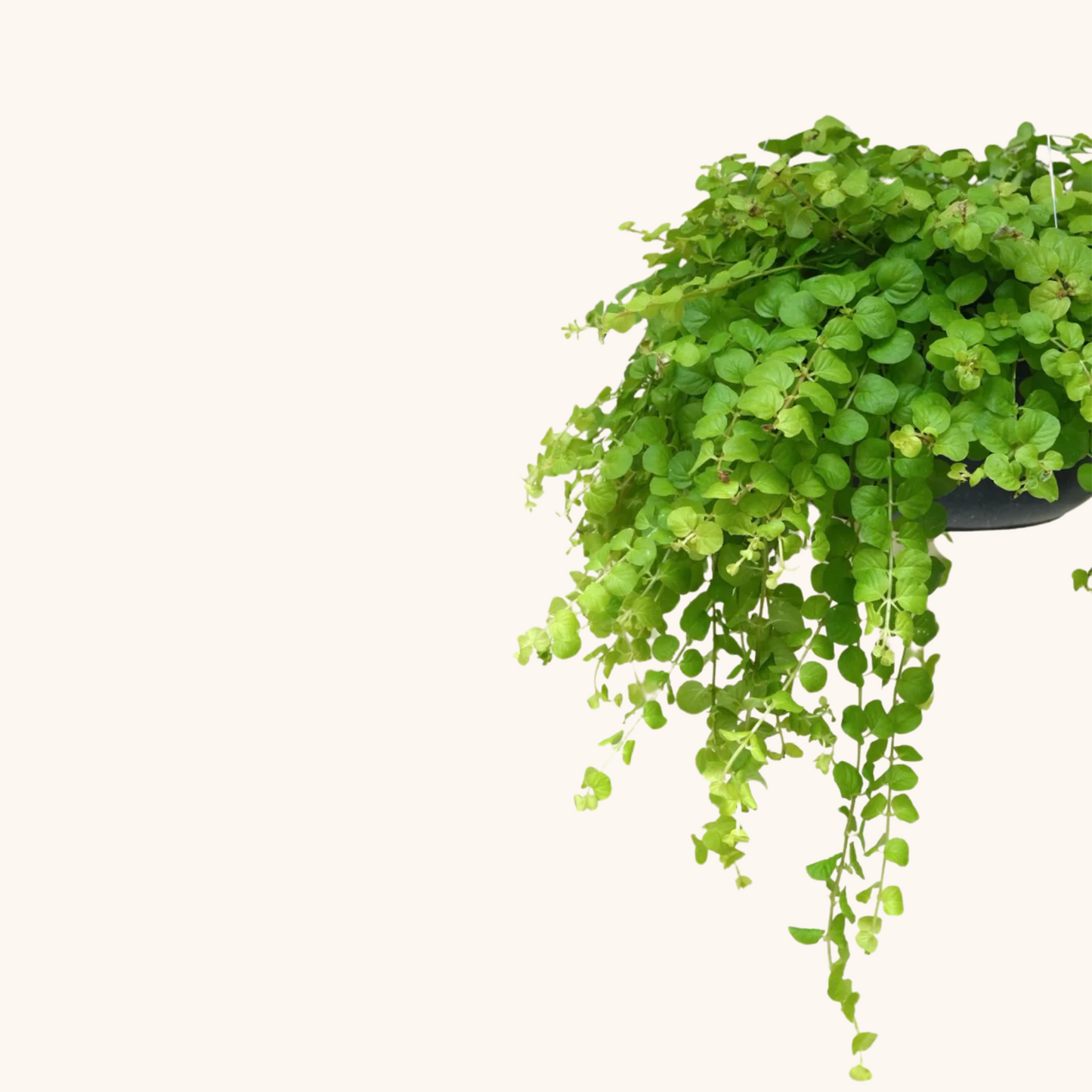 Planta Moneda u Oreja de Ratón