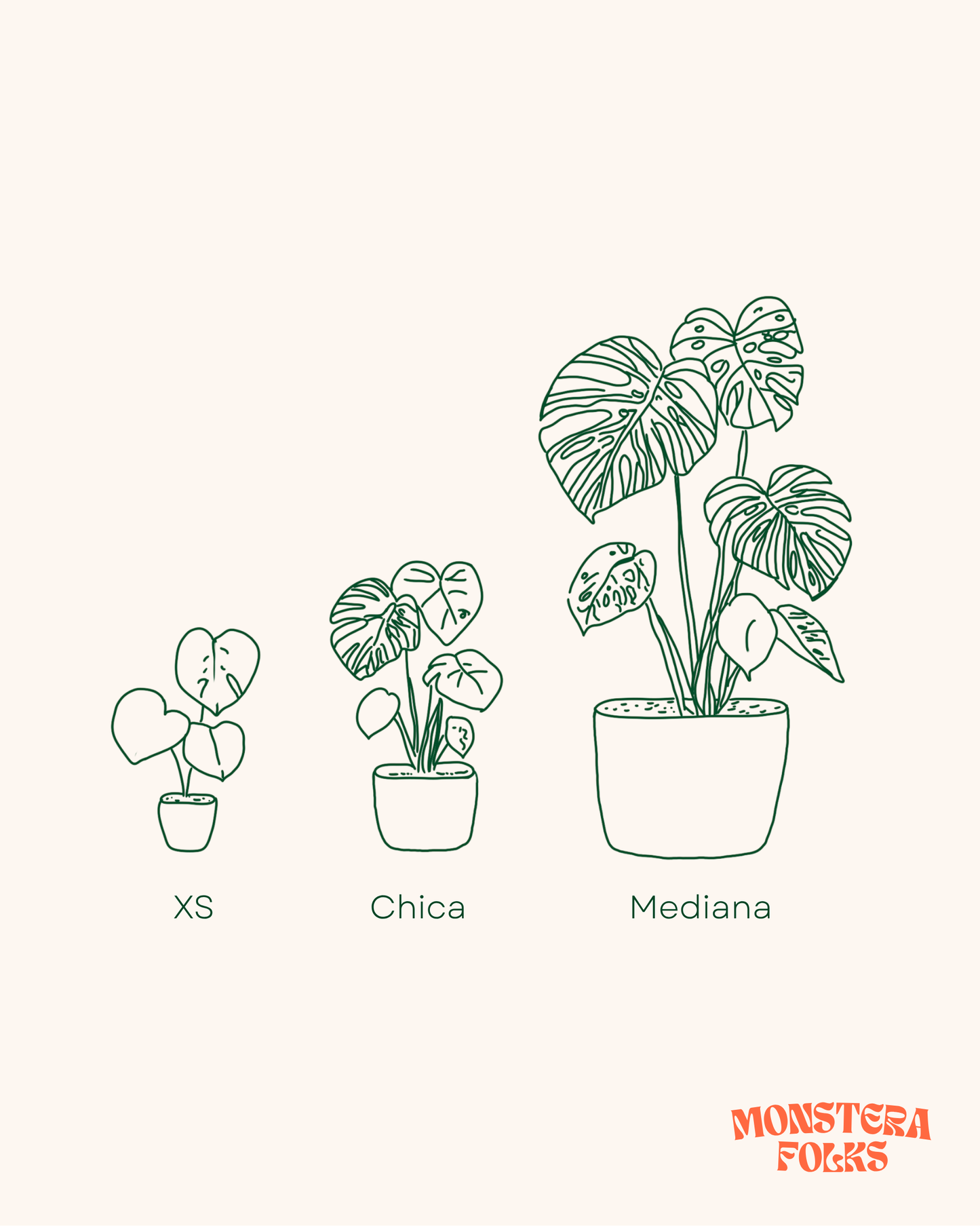 Monstera Deliciosa Costilla de Adán o Piñanona