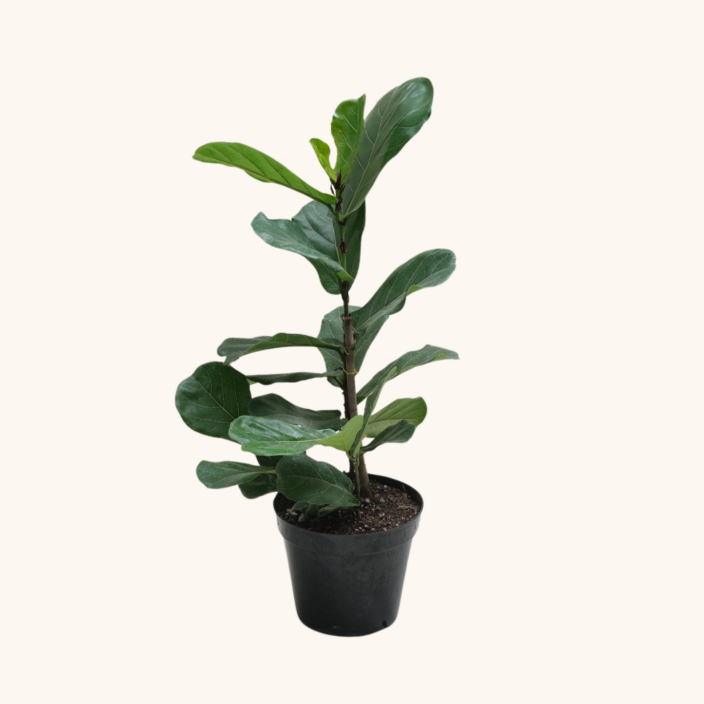 Ficus Pandurata o Lyrata