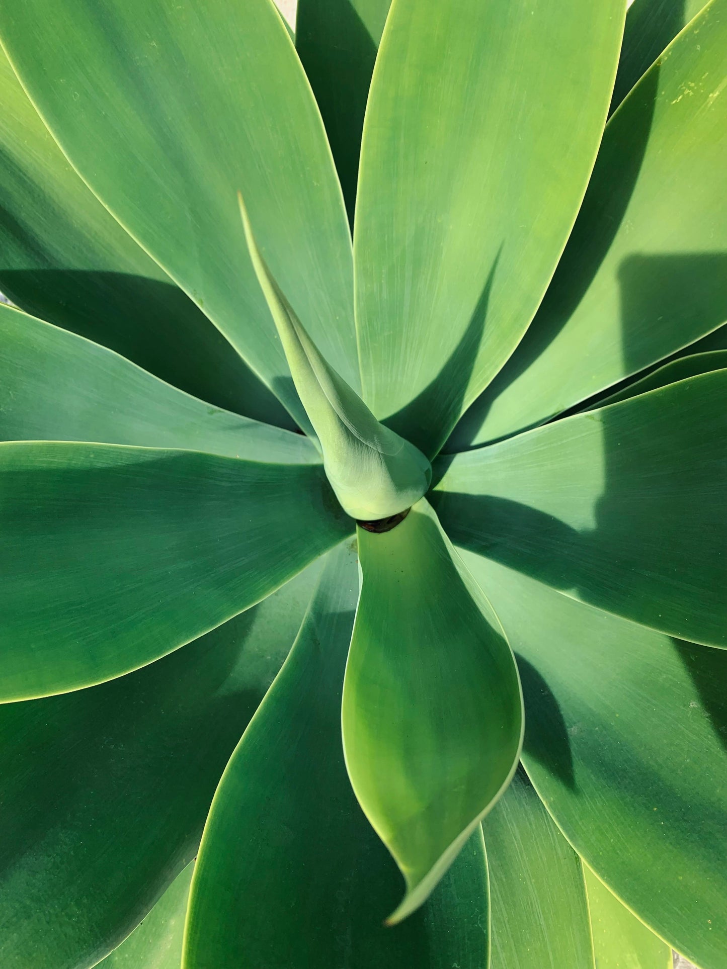 Agave Attenuata