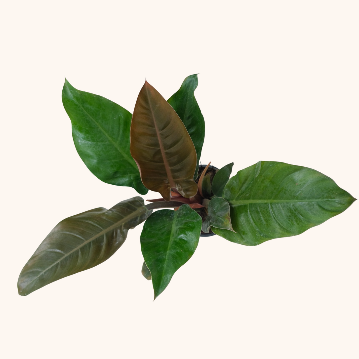Philodendro Verde