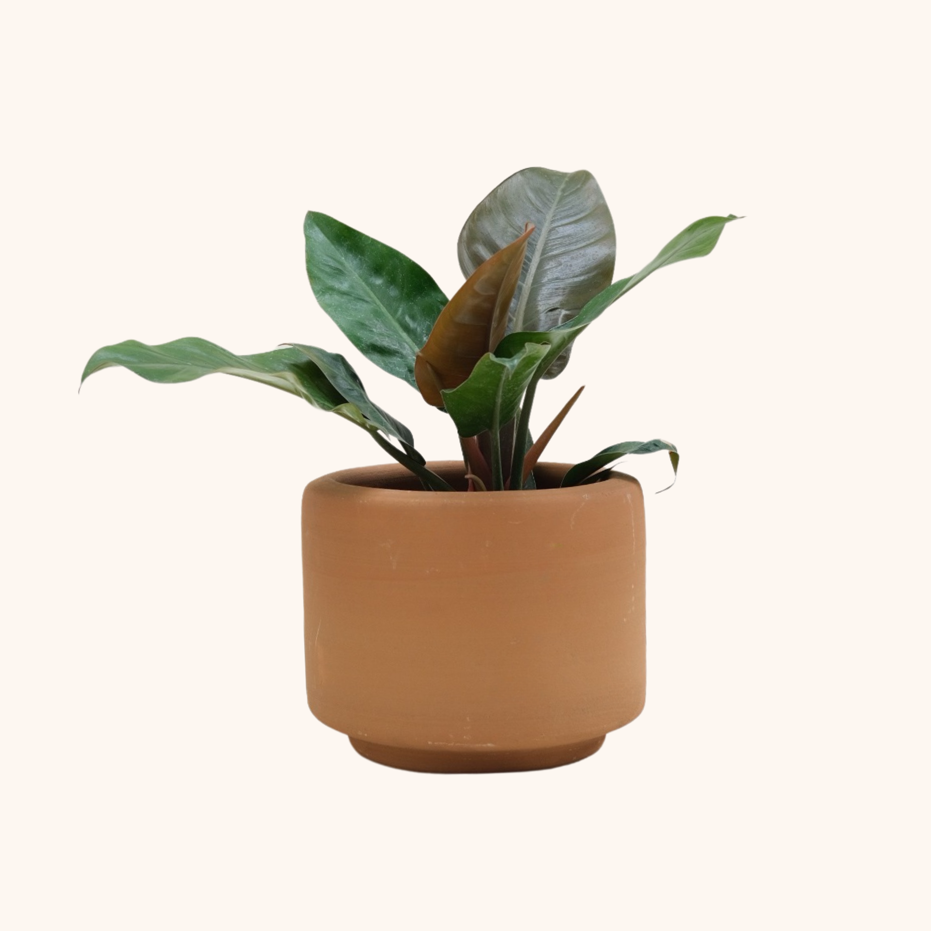 philodendron imperial verde Philodendron Imperial o verde