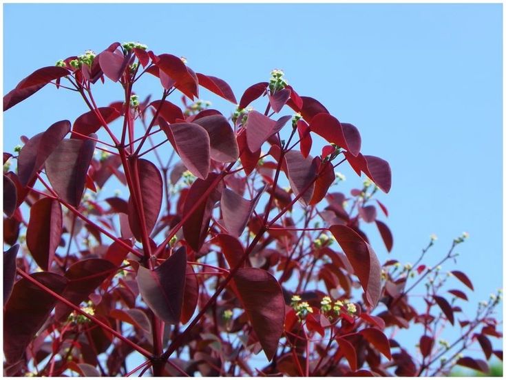 Árbol Sangre Libanesa. Entrega solo CDMX