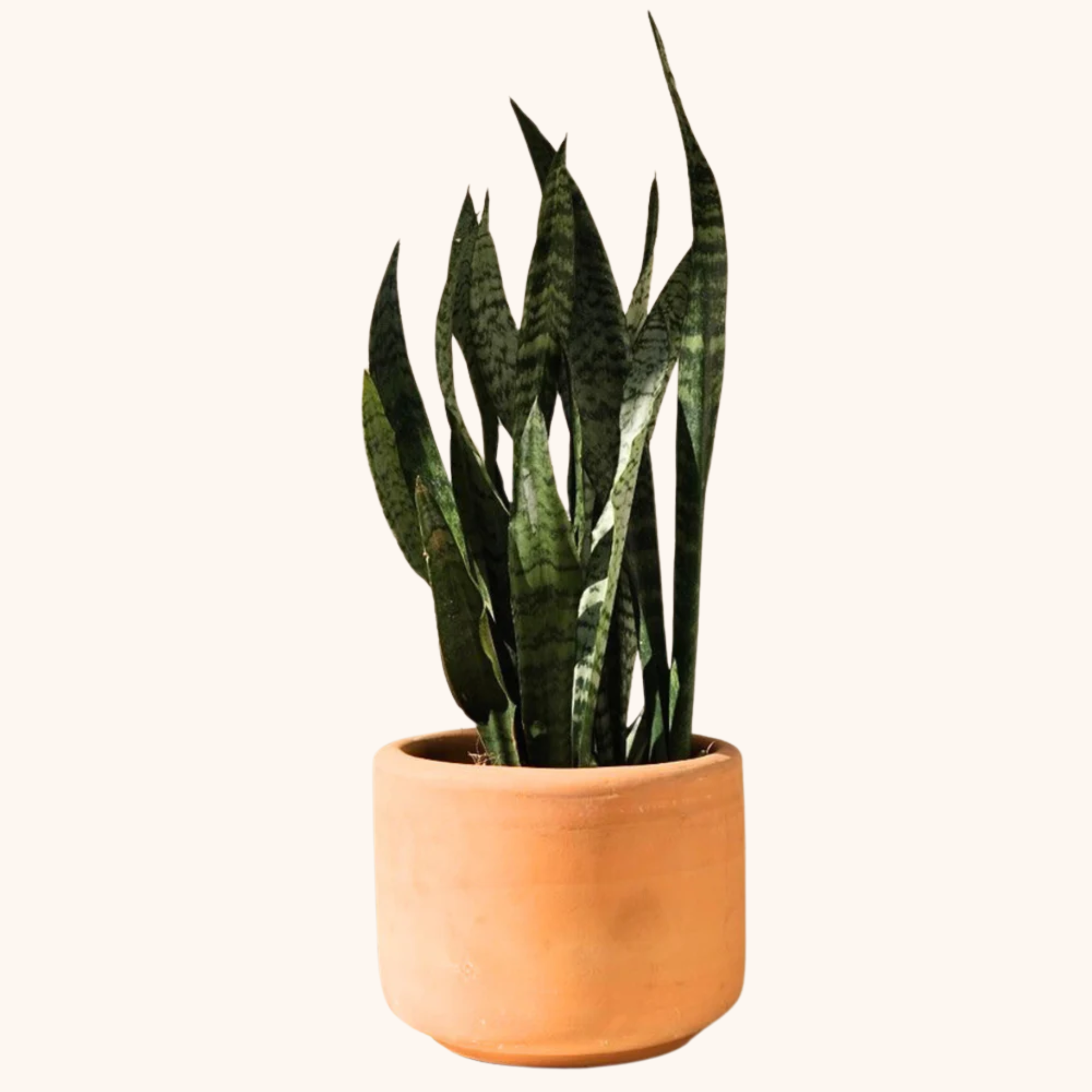 Lengua de suegra en maceta