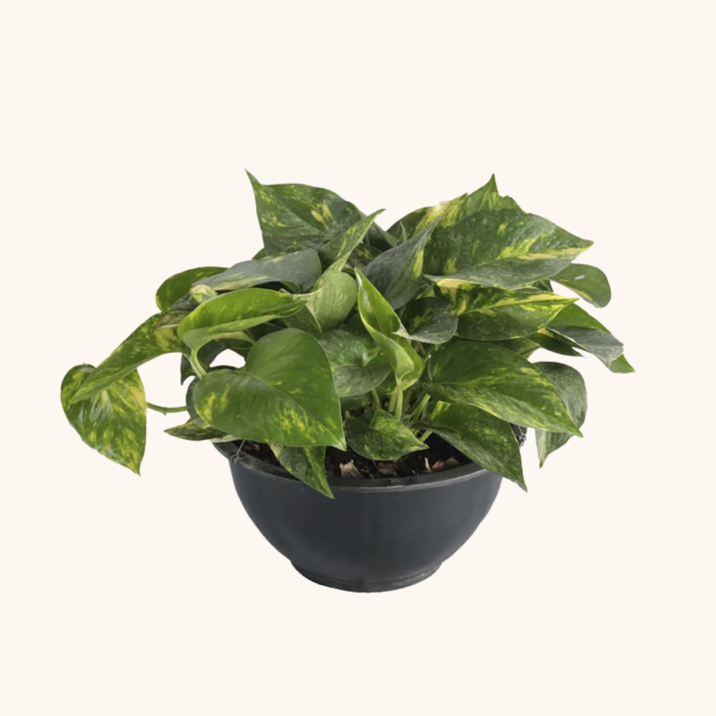 Planta teléfono mediana