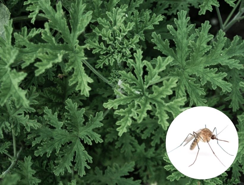 ¿Cómo usar la Citronela para repeler mosquitos en tu jardín?