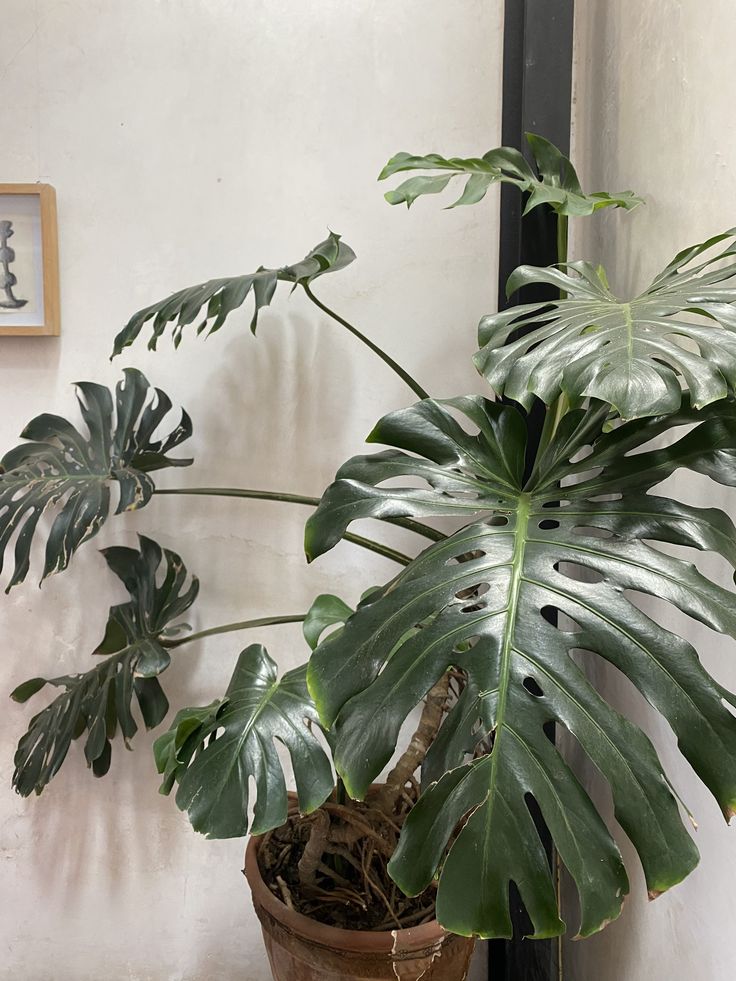 ¿Garra de León o Monstera? ¿Cuál te conviene más? Te lo cuento, folk