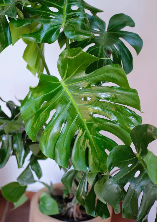 Monstera Deliciosa: Nuestra planta favorita para el interior y cómo hacerla feliz