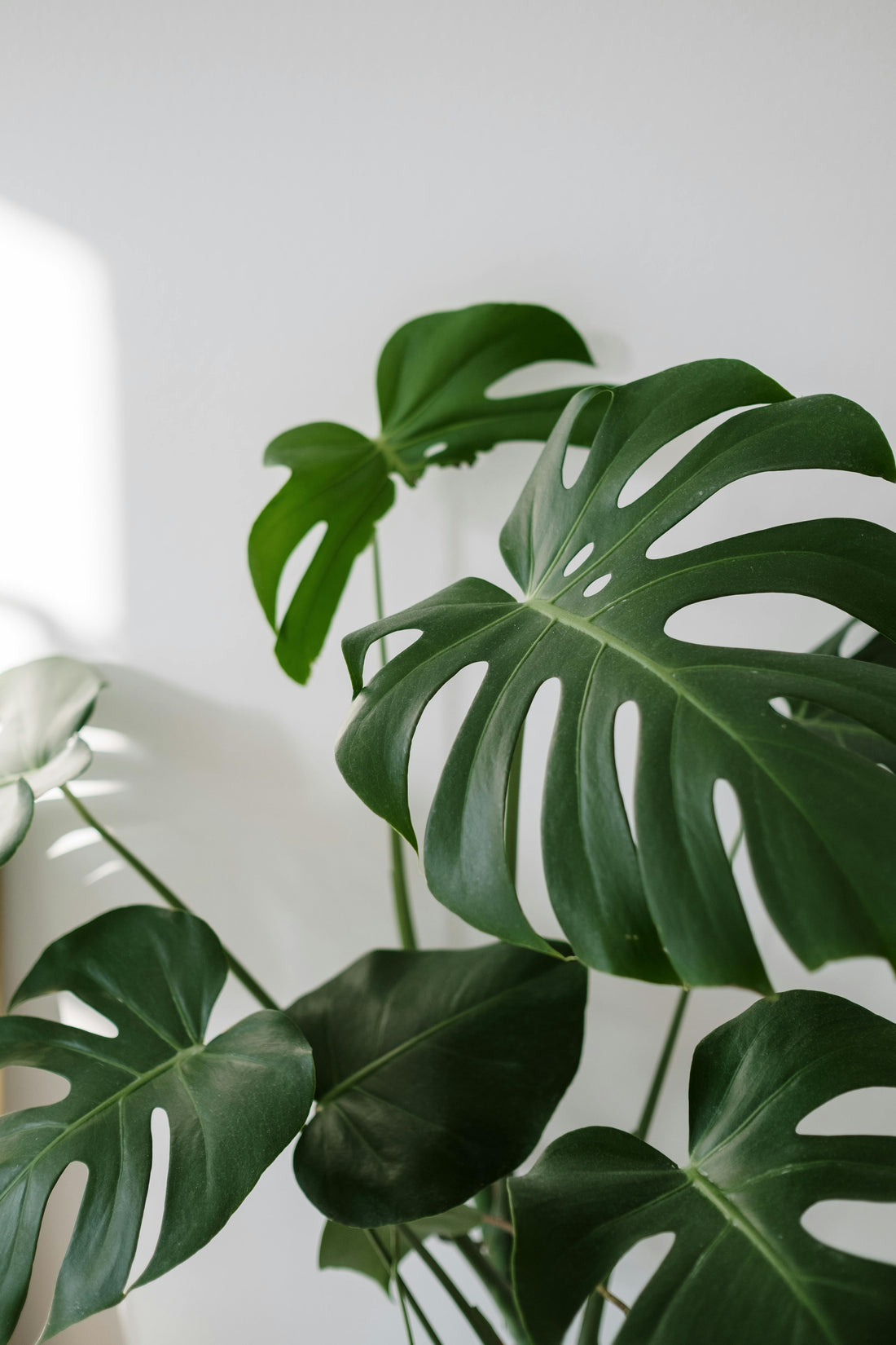 ¿Por qué la Monstera o Costilla de Adan necesita luz indirecta?