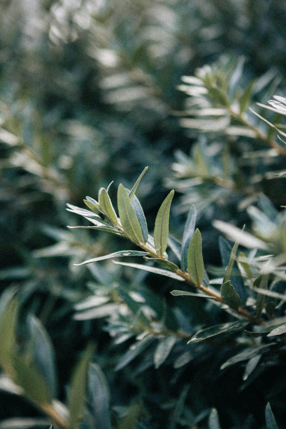 ¿Tener un Árbol de Olivo en casa? Todo lo que debes saber en Te lo cuento, folk