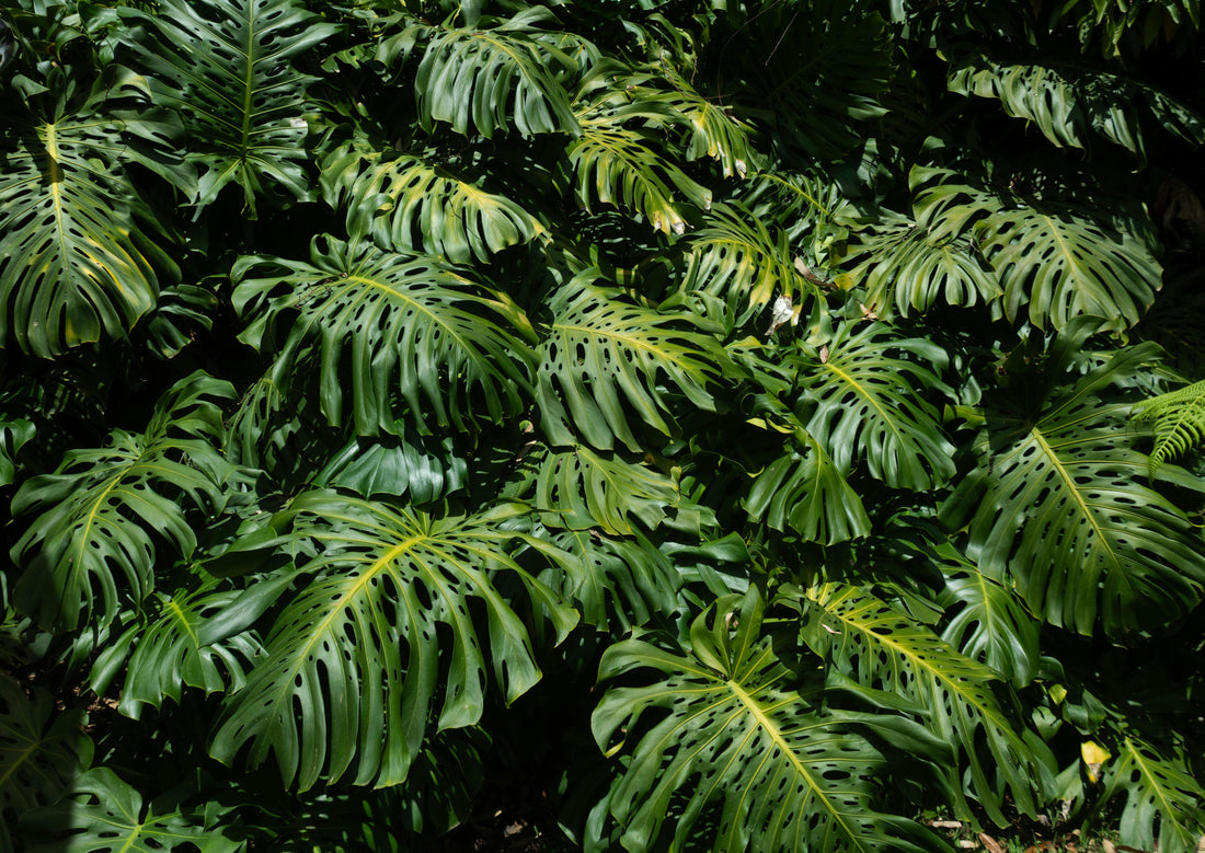 Guía de cuidados de planta Monstera