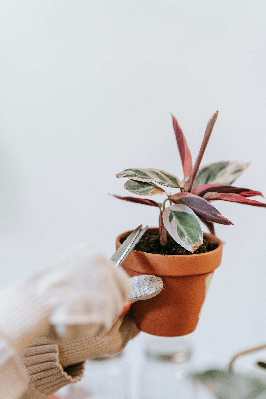¿Tu planta necesita un corte de pelo? Te lo cuento, folk