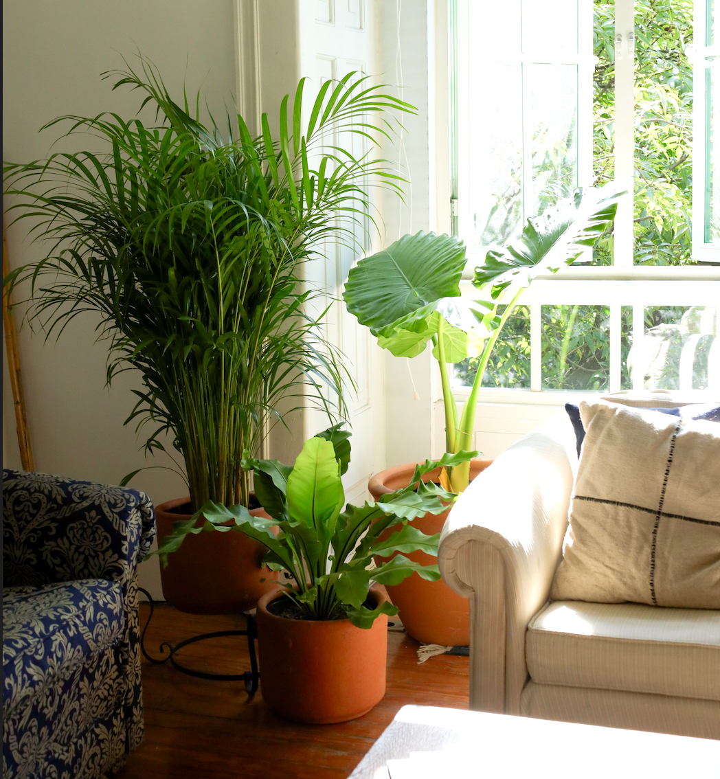 Todas las plantas