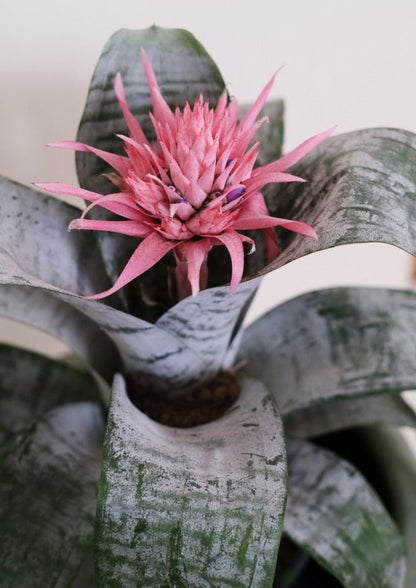 Bromelia Fasciada