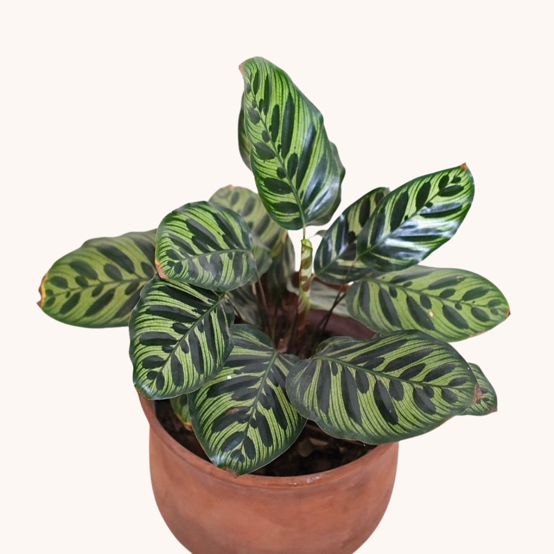 Calathea Makoyana