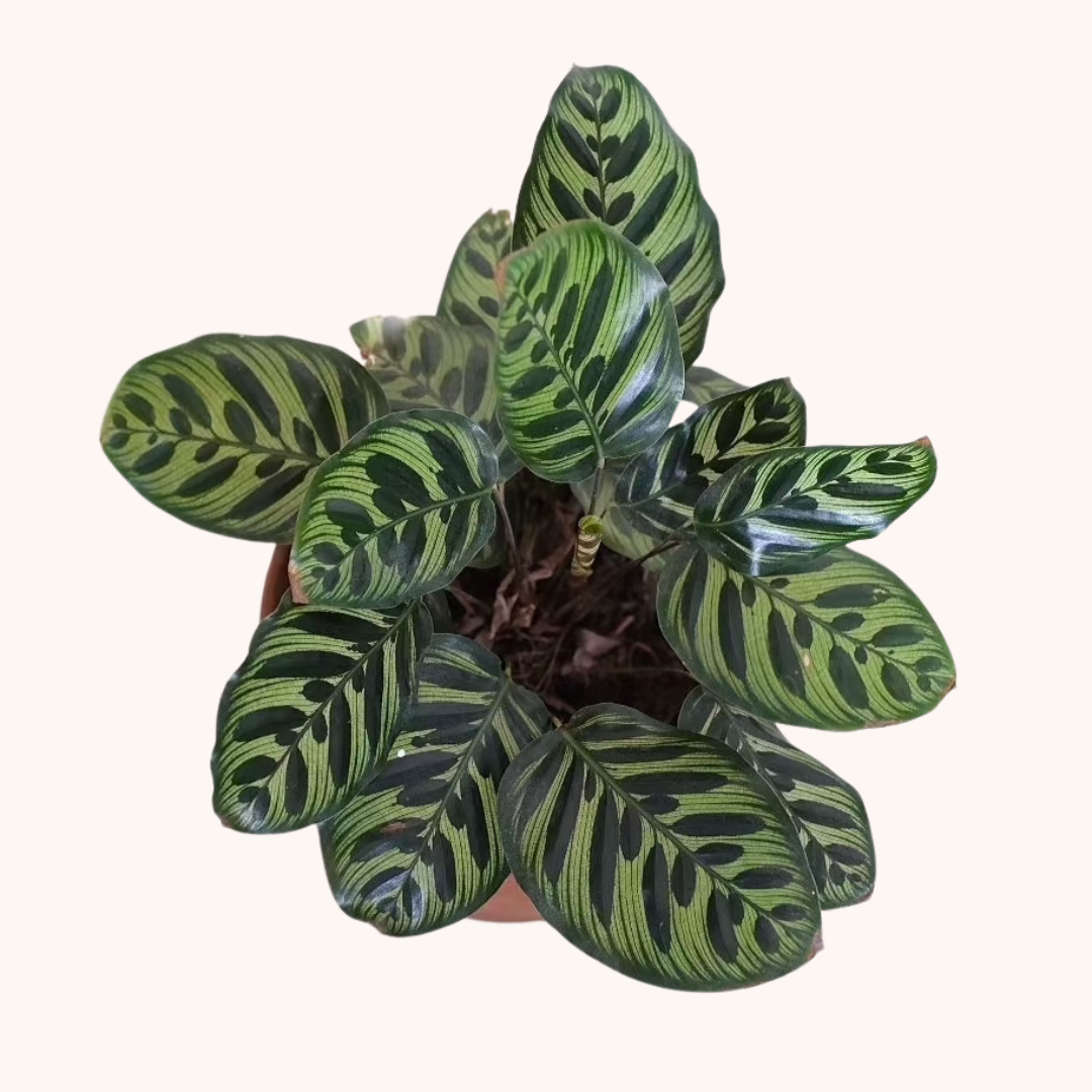 Calathea Makoyana