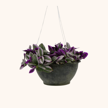 Tradescantia Nanouk