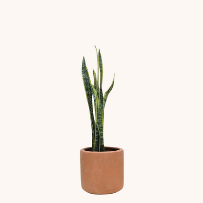 Lengua de Suegra - Sansevieria