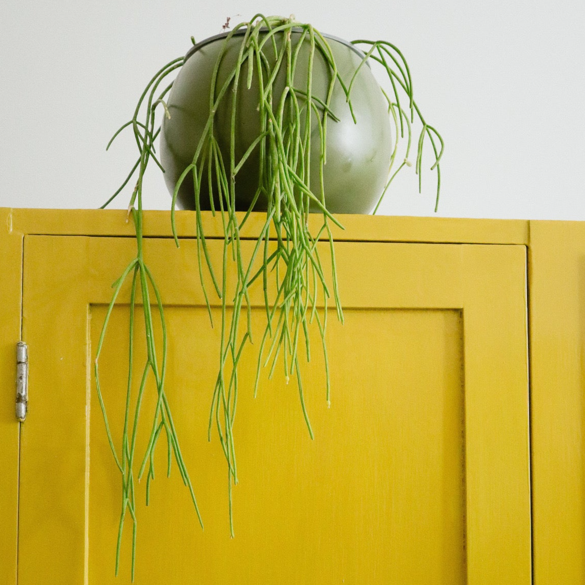 Rhipsalis