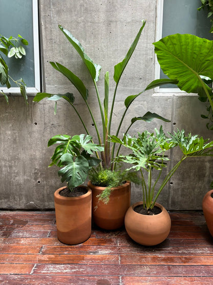 planta palma de viajero Palma del Viajero – Monstera Folks