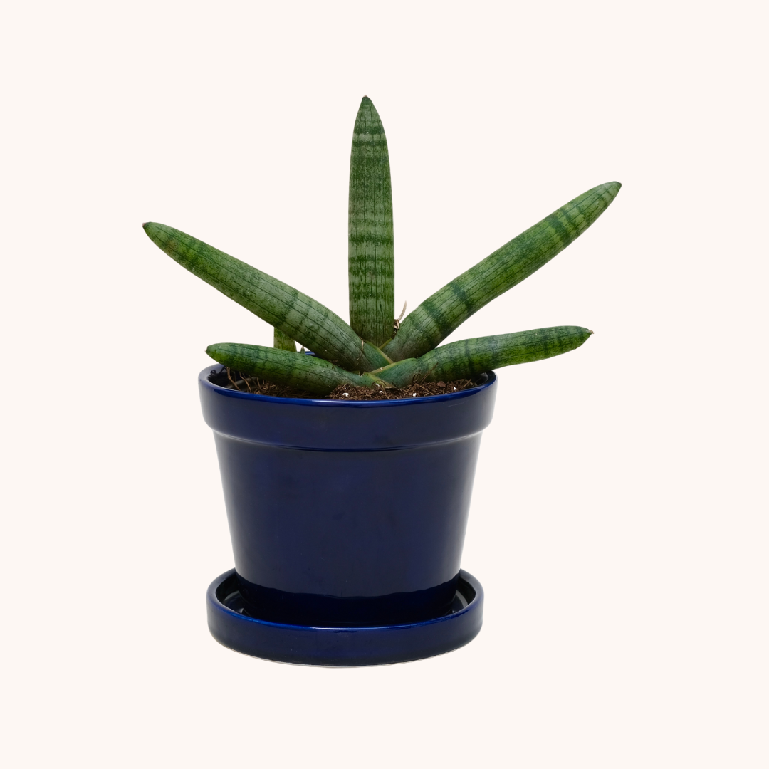 Sansevieria Cylindrica