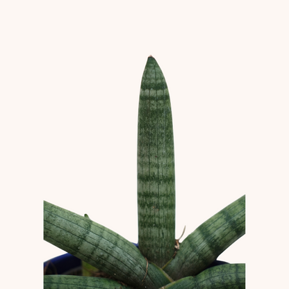 Sansevieria Cylindrica