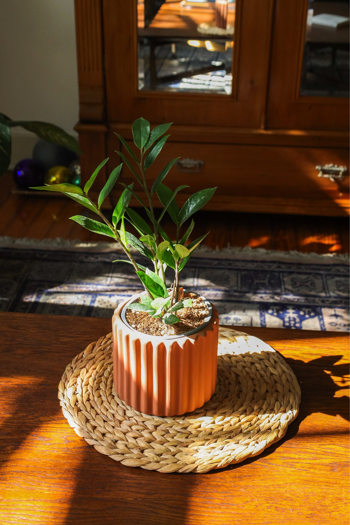 KIT DE PLANTAS RECIÉN MUDADOS